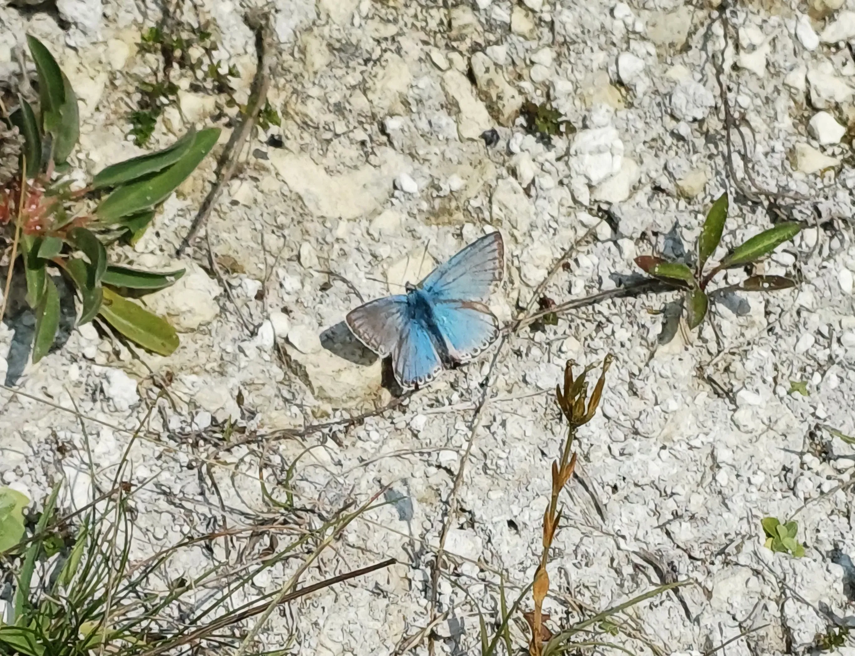 A blue butterfly sat on dirt and plants