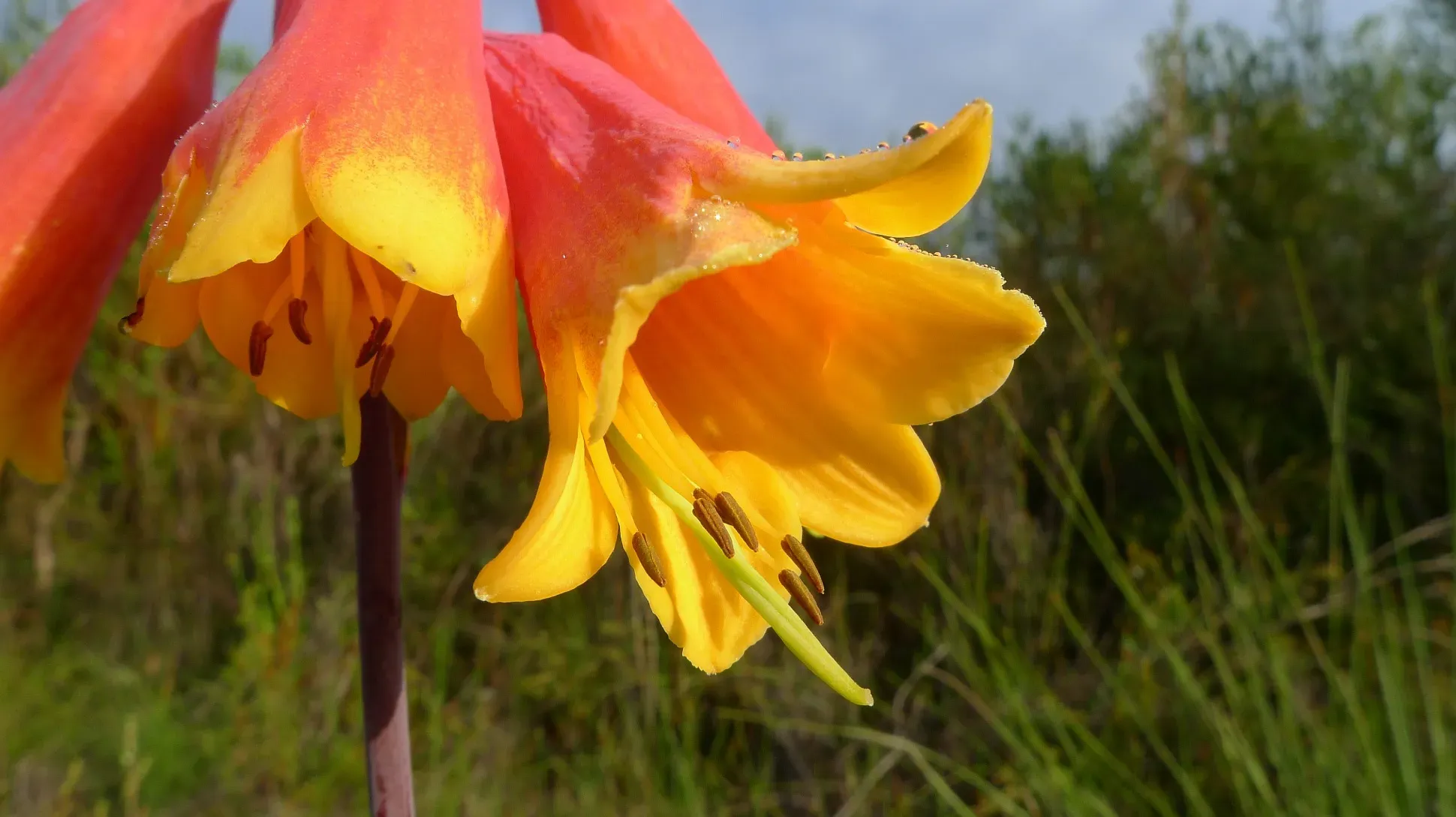A cluster of red and yellow bell shaped flower growing in a field