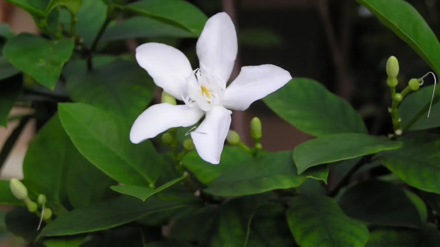 Delicate, white flower