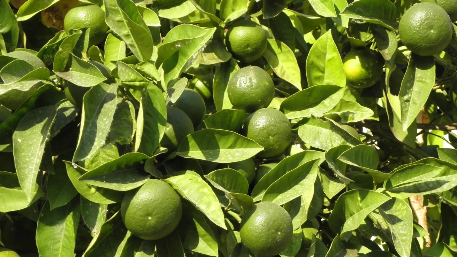 Spherical, green fruit and broad, green leaves