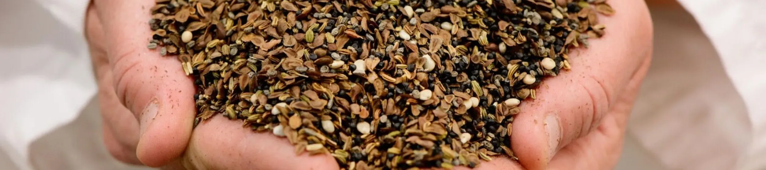A pair of white hands holding many small brown seeds