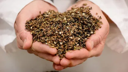 A pair of white hands holding many small brown seeds