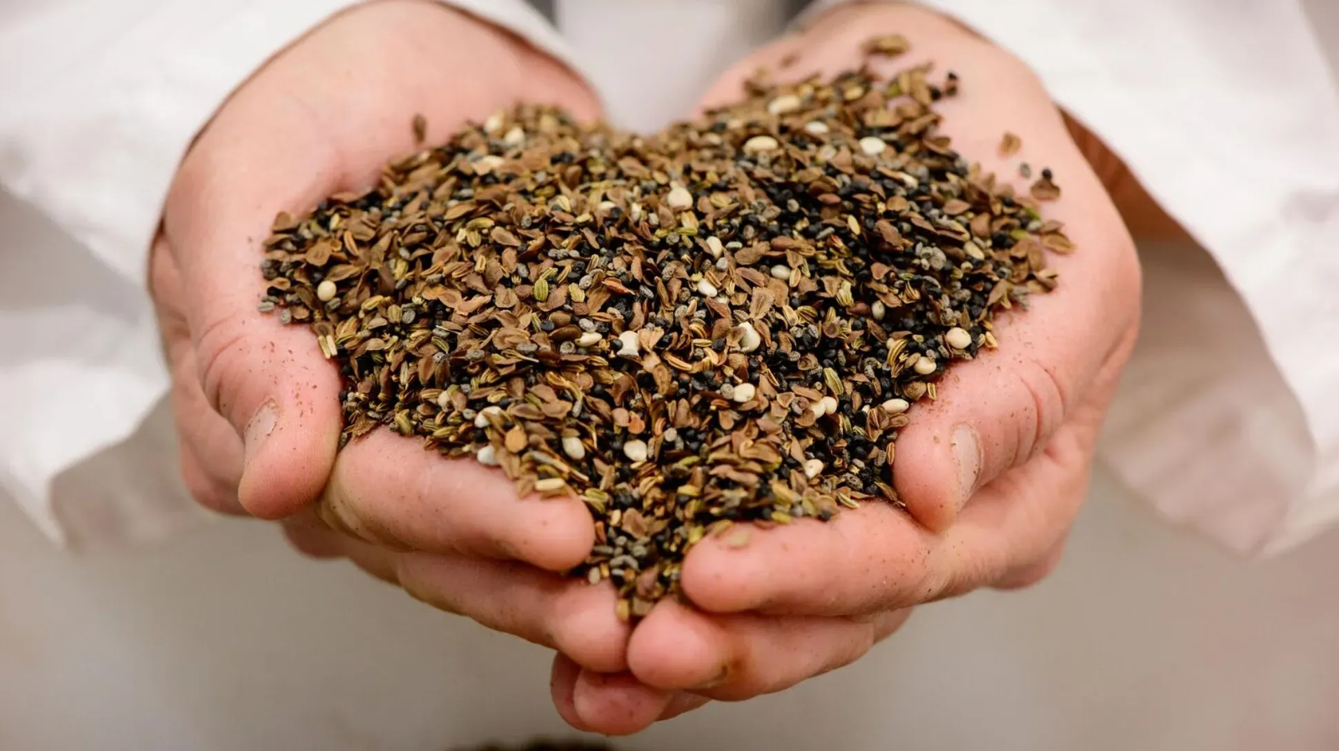 A pair of white hands holding many small brown seeds