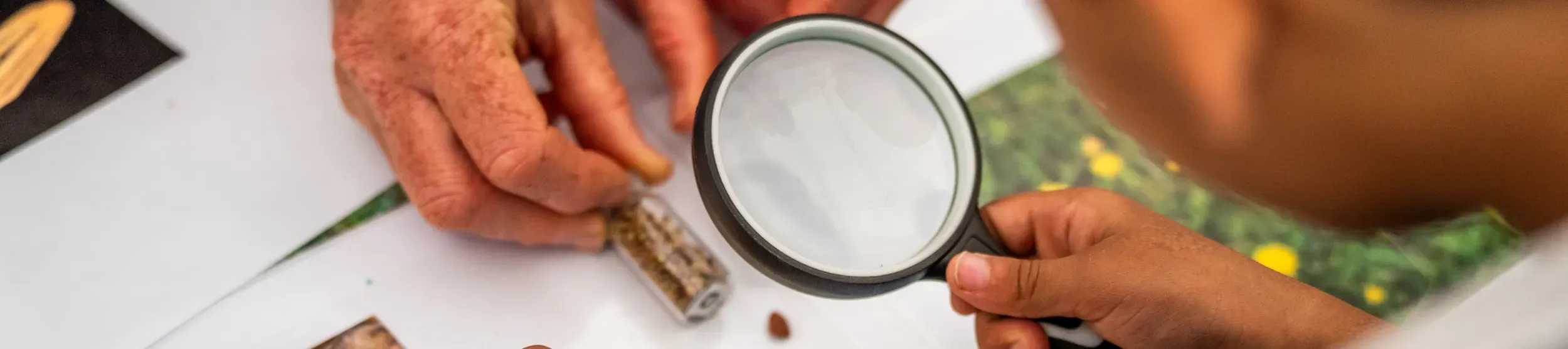Child looks at seeds through magnifying glass