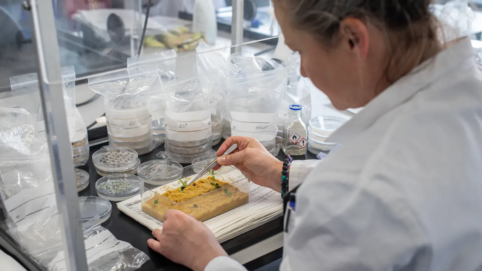 A woman with blonde hair and wearing a white laboratory coat works in a lab to sort seeds