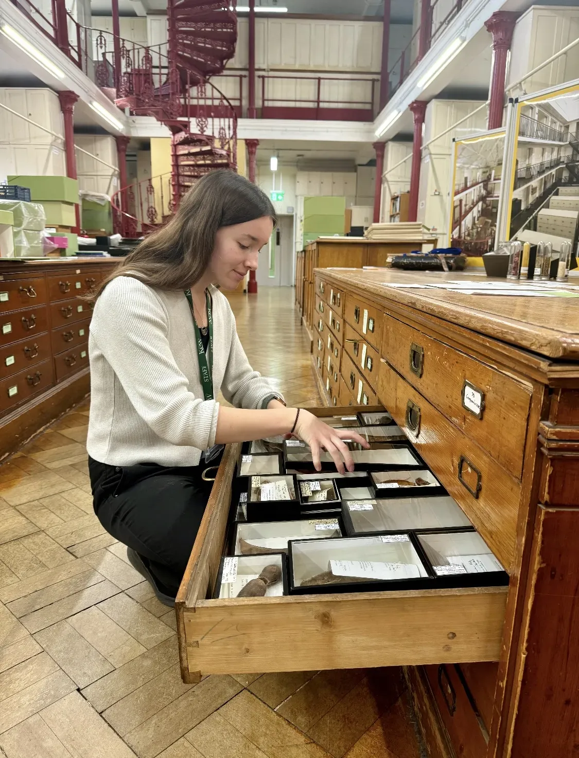 Undergraduate Science Intern, Lucy Horton, looking into an open drawer of carpological specimens in their glass-topped boxes and reaching to take a specimen out of the drawer.