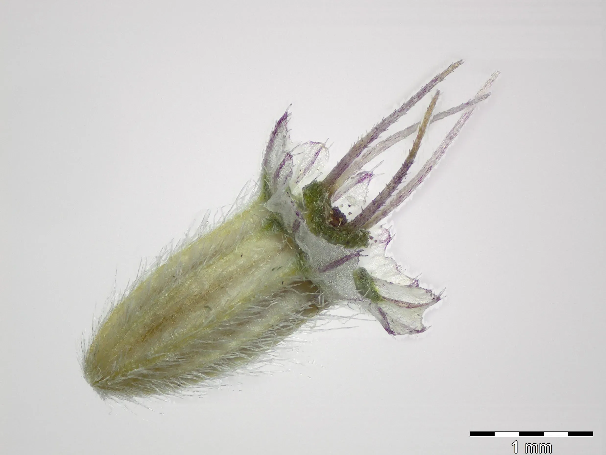 A small fruit under magnification