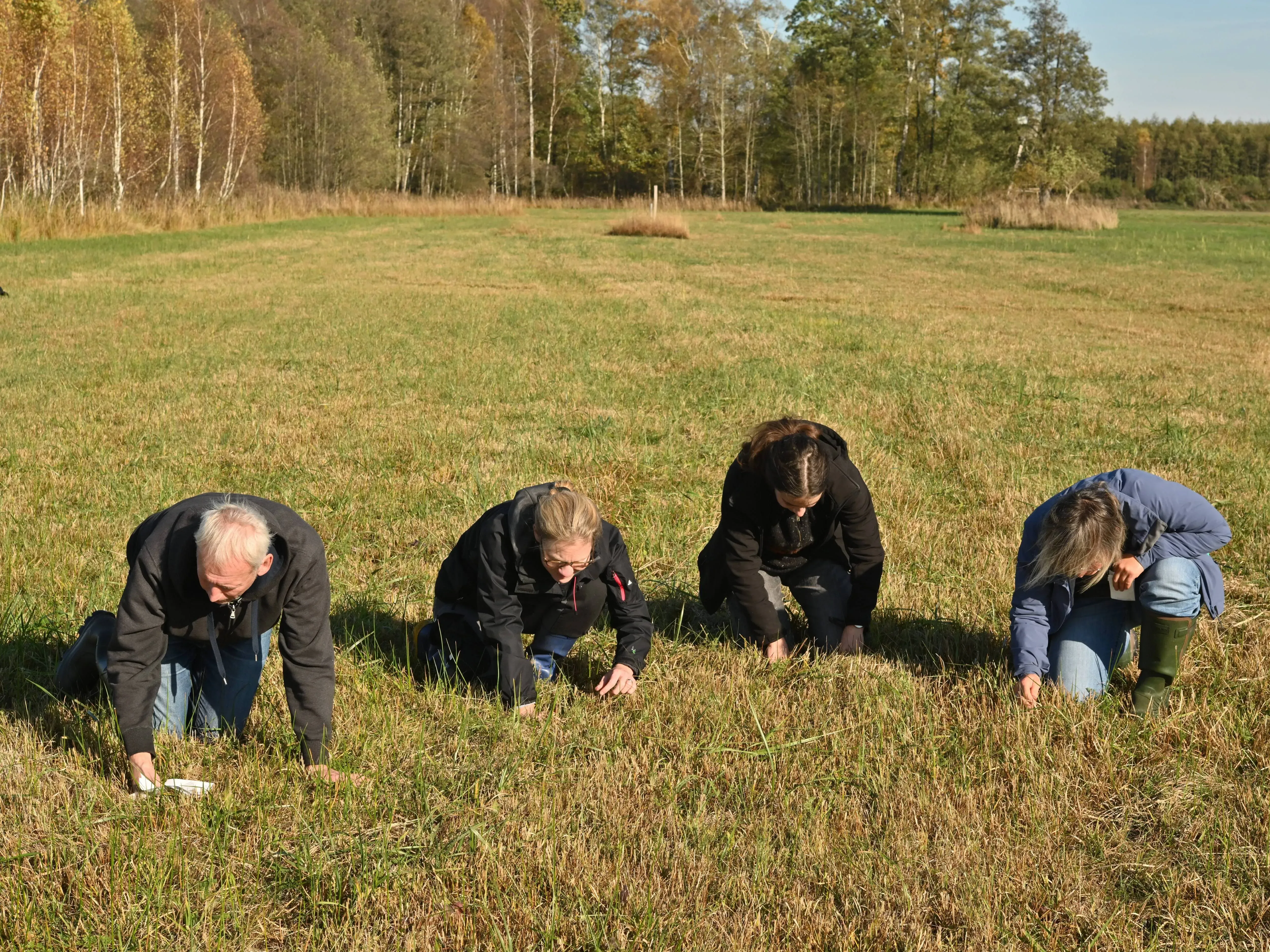 Four researchers looking for seeds amongst a grassy field