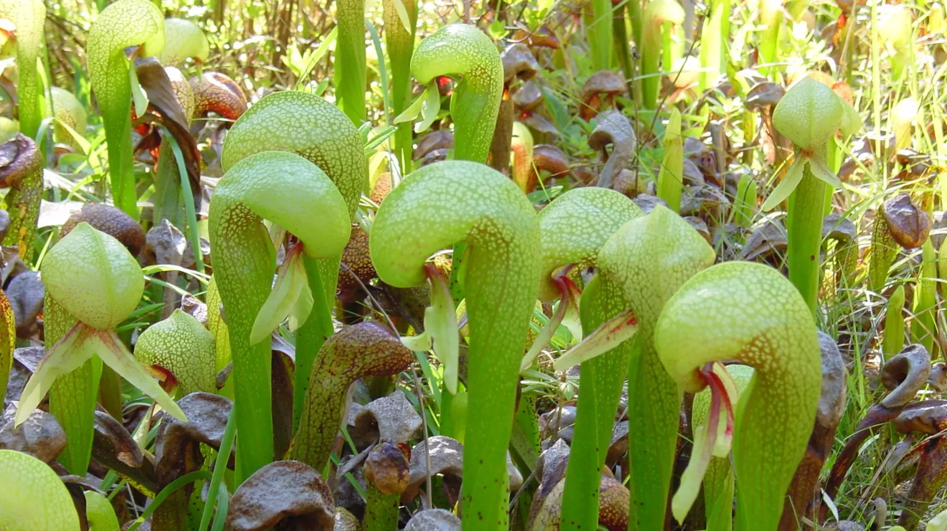 A cluster of green california pitcher plants, with curved hoods on the top and a pair of long green structures that resemble fangs