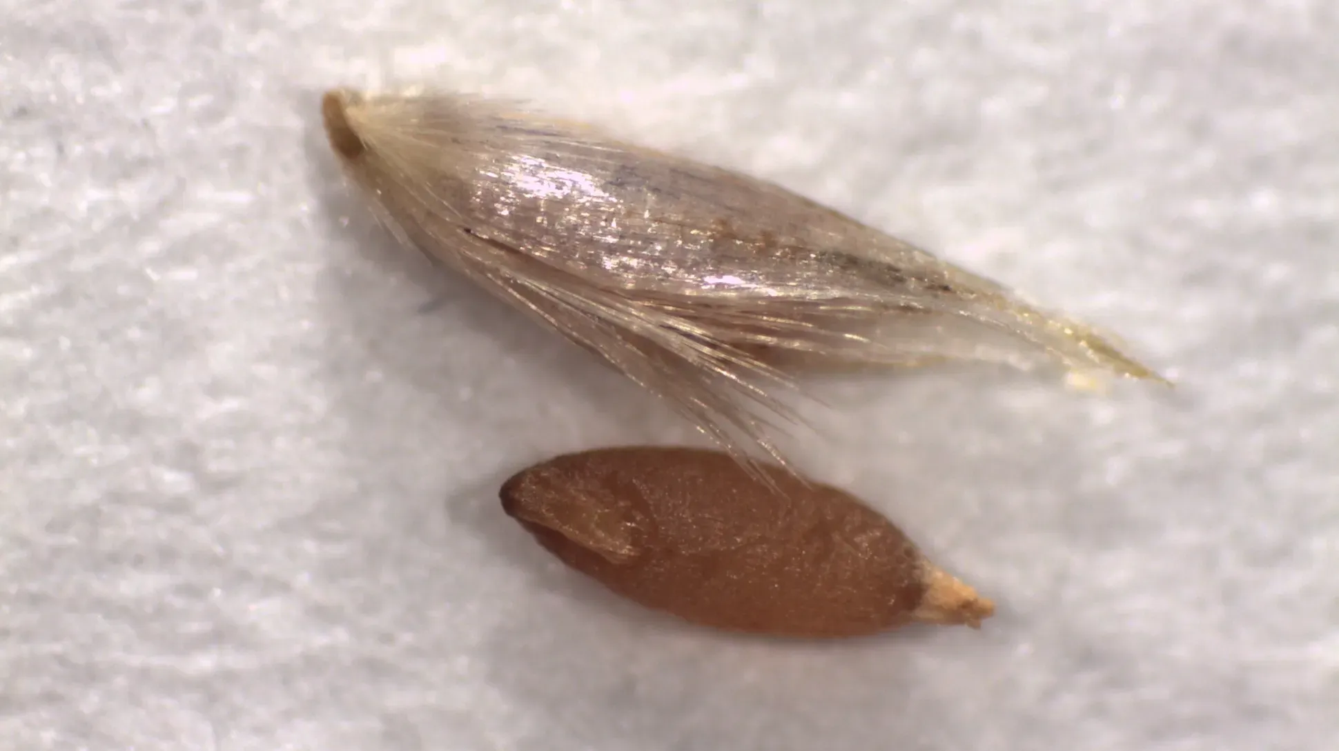 A pair of brown seeds. The top one is fluffy, the bottom is smoother