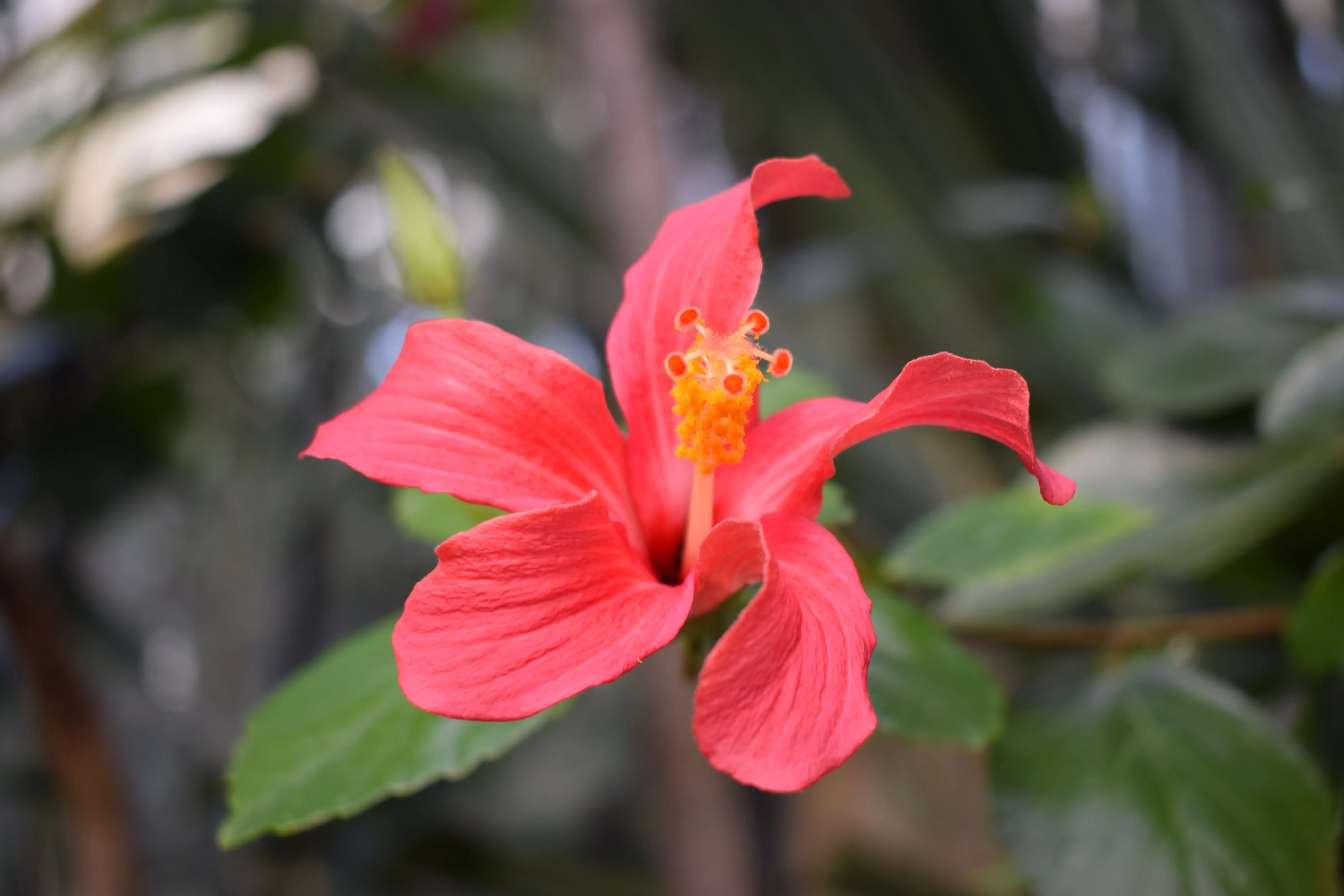Hibiscus fragilis