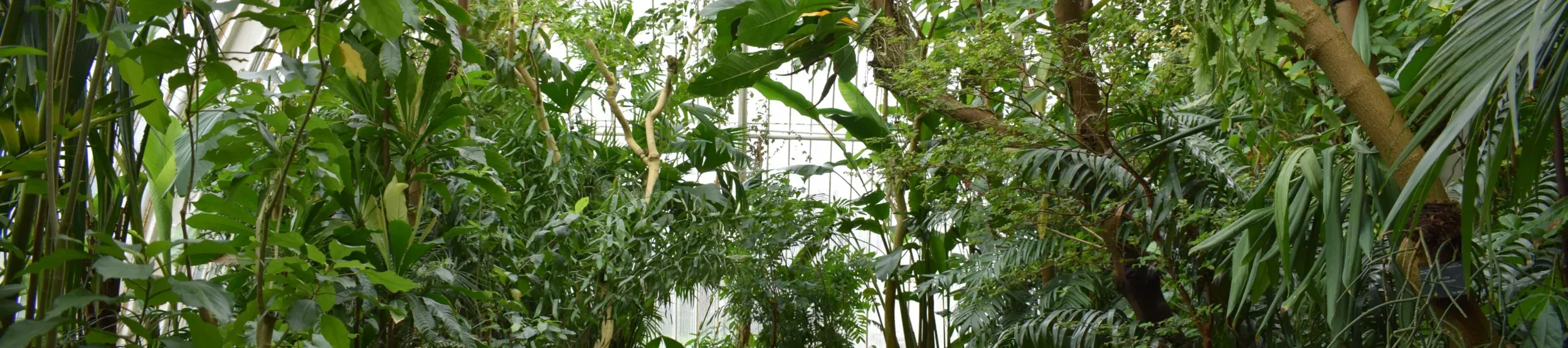 Interior of the Palm House