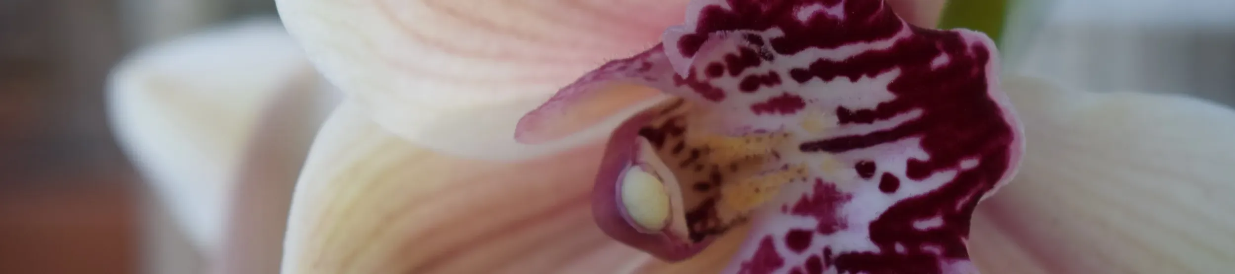Orchid in the Temperate House