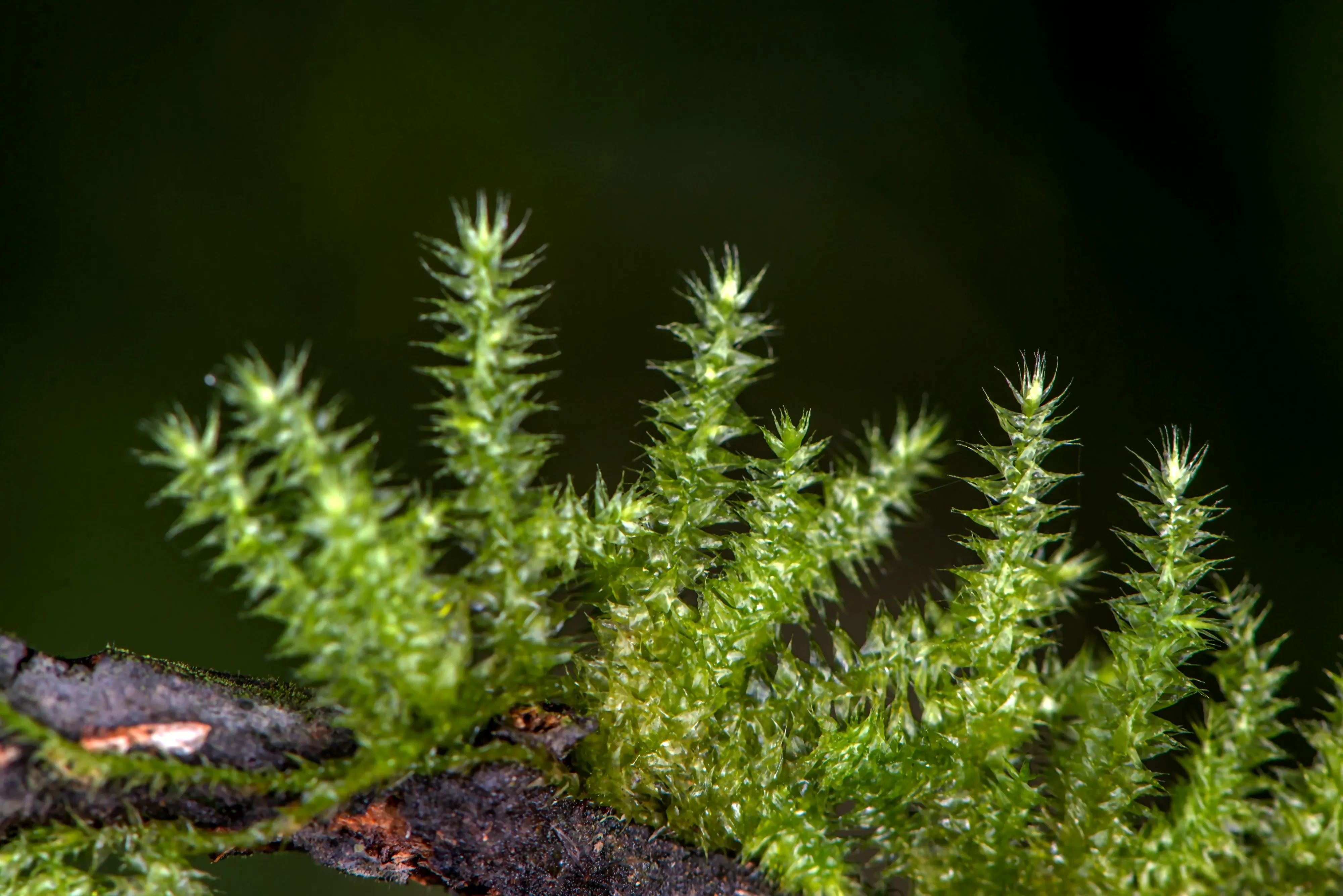 A close up of a bryophyte on a branch