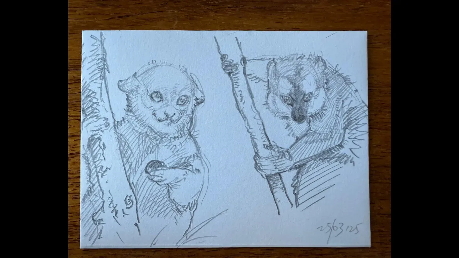 A pencil drawing of two lemurs on branches