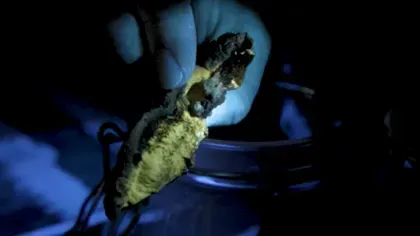 A piece of a fungus is held under ultraviolet light and fluoresces a soft yellow colour