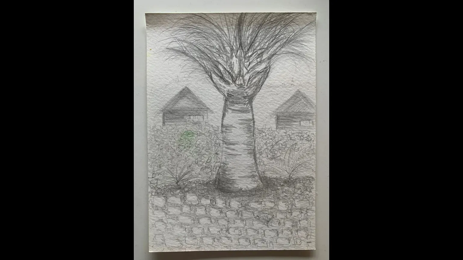  A pencil drawing of a small baobab tree