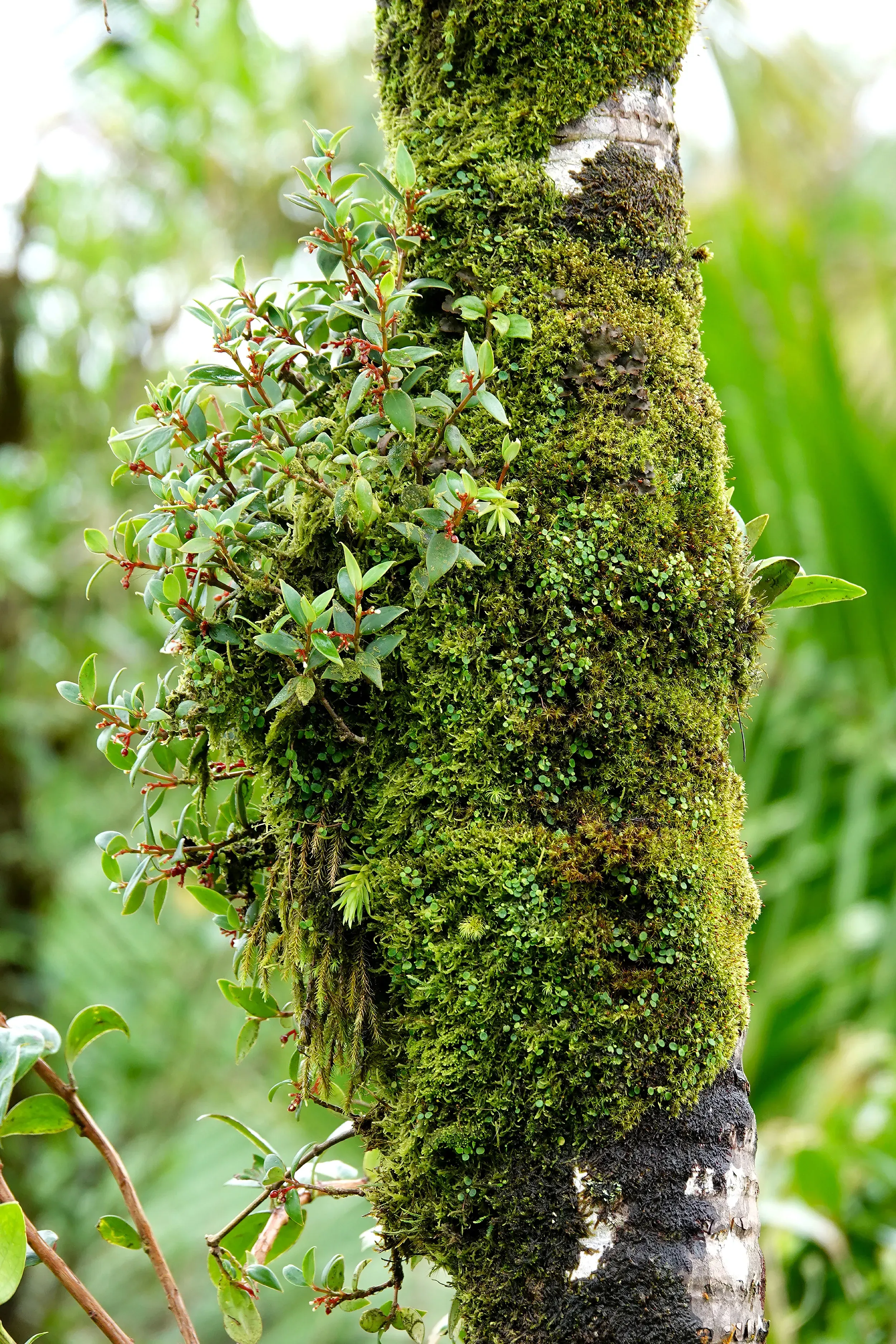 Different epiphytic species covering a tree trunk.