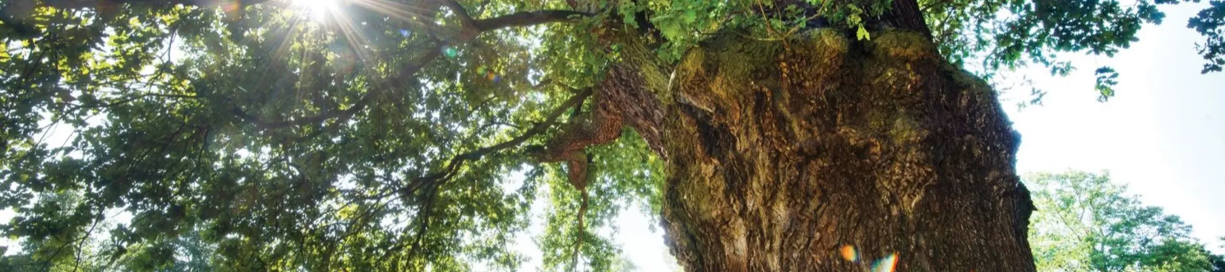 Sunlight through the leaves of an English oak tree, which has traditionally been used as the wood of a Yule log
