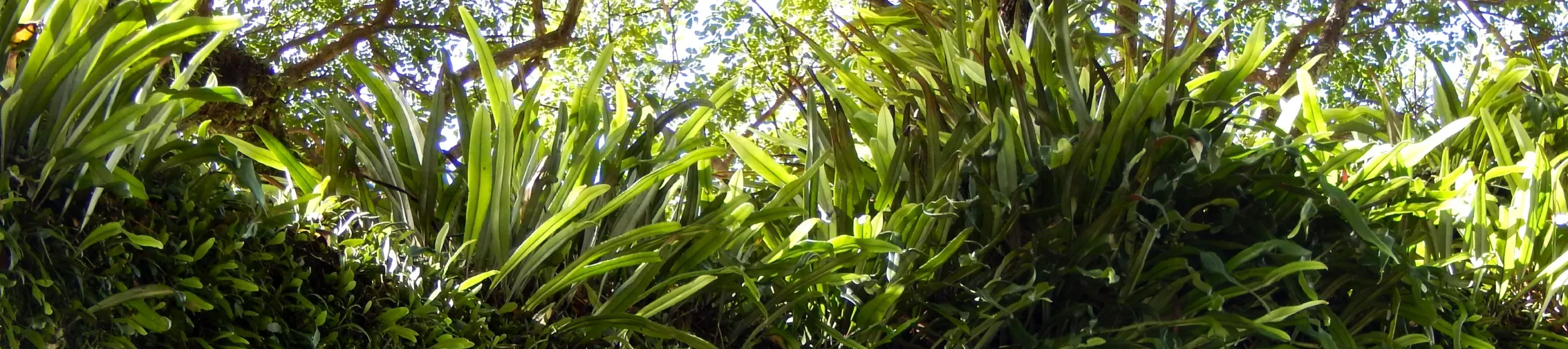 Epiphytic ferns covering a branch of a tree