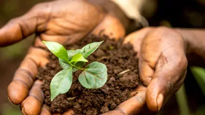 Hands holding soil and small coffee plant