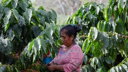 A women harvests coffee crop, she is surrounded by the leaved plants and their fruit