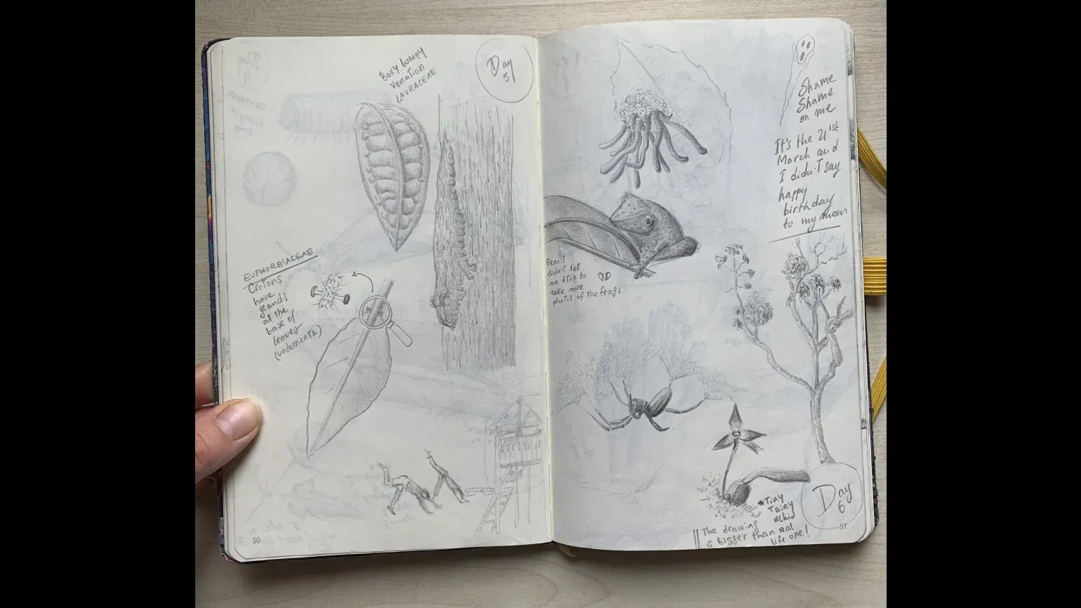 An open sketchbook with pencil drawings of  plants, animals, insects, and people, and handwritten notes