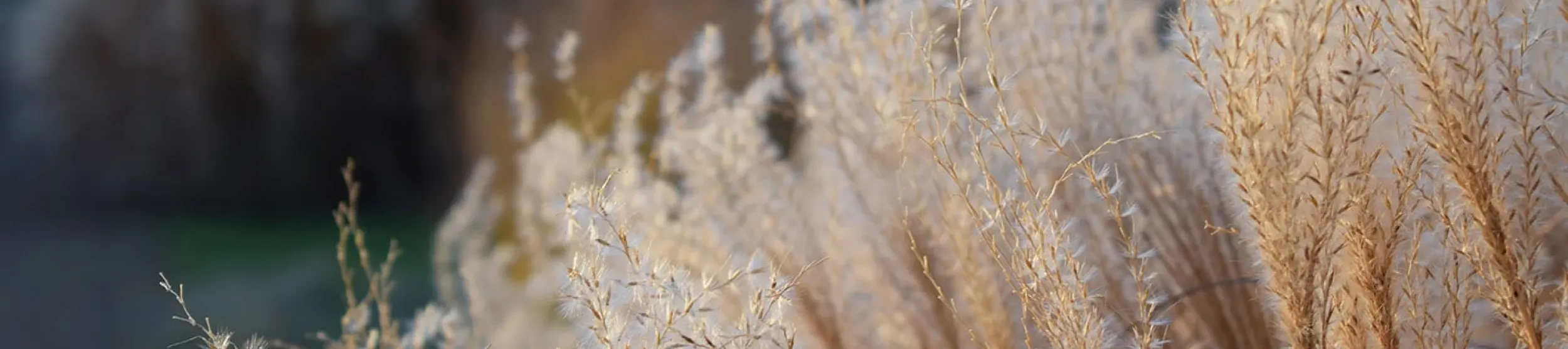 Close-up of grasses in the Grass Garden at Kew