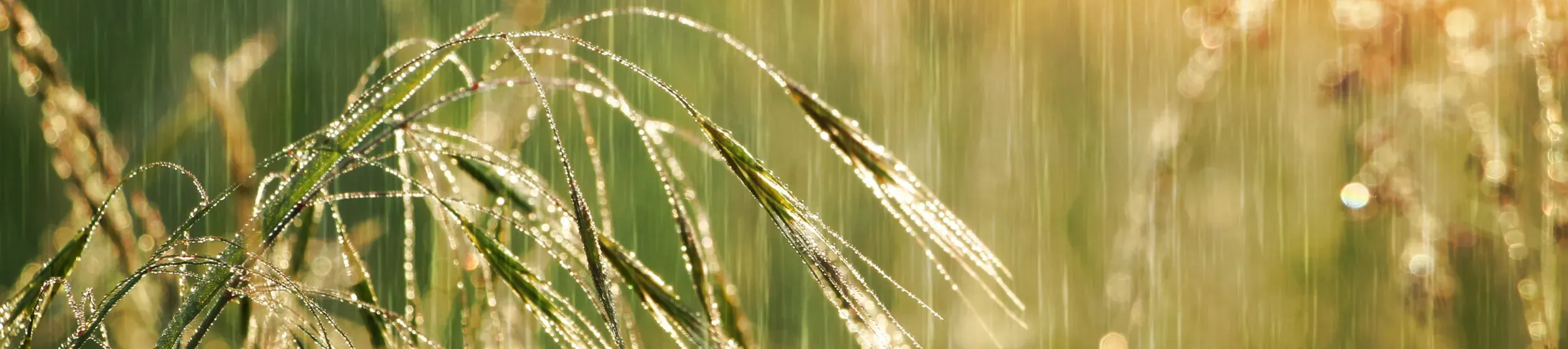 Stalks of grass with seedheads in a sunlit shower of rain
