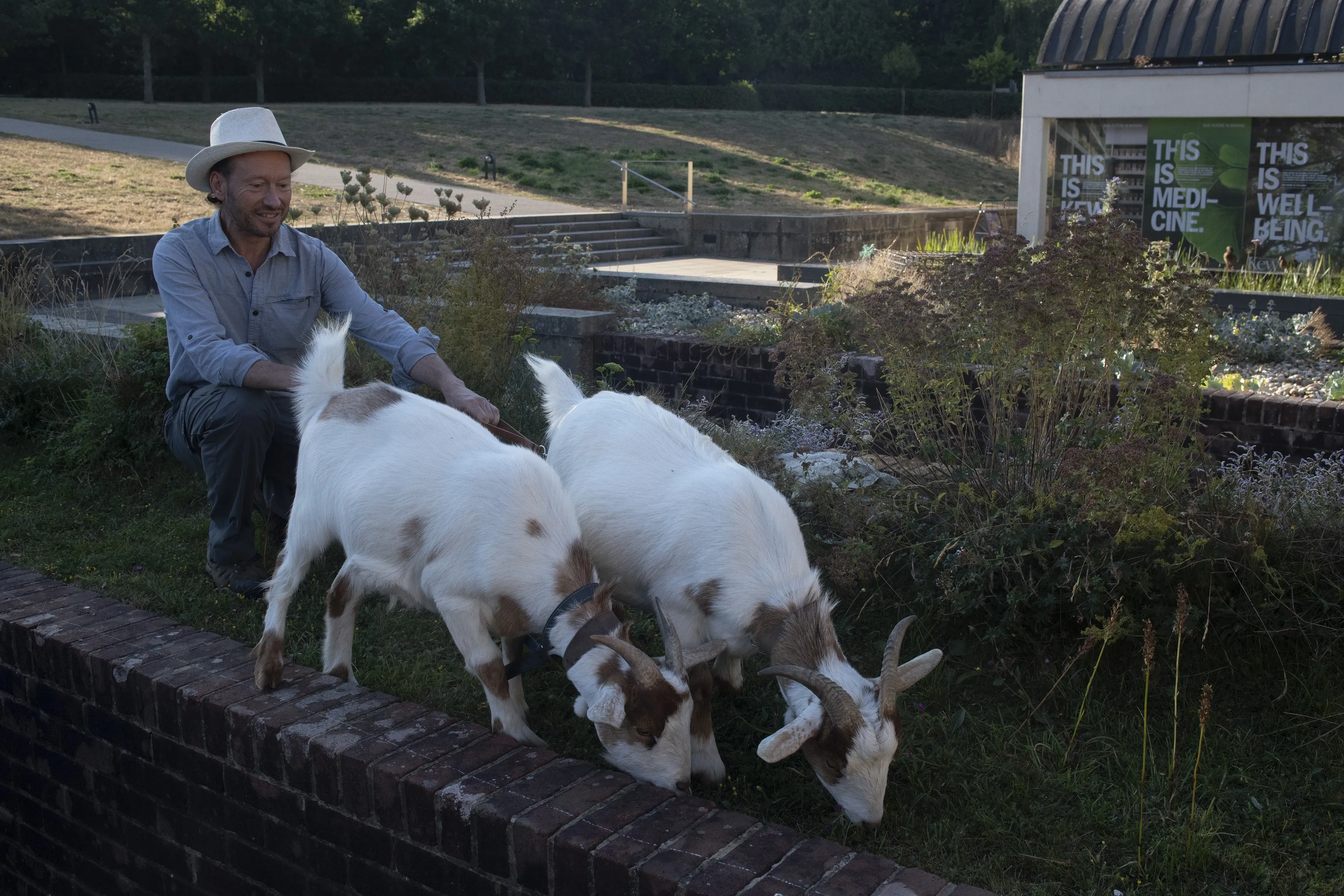 A man holds the reigns on two goats as they graze outside the Millennium Seed Bank