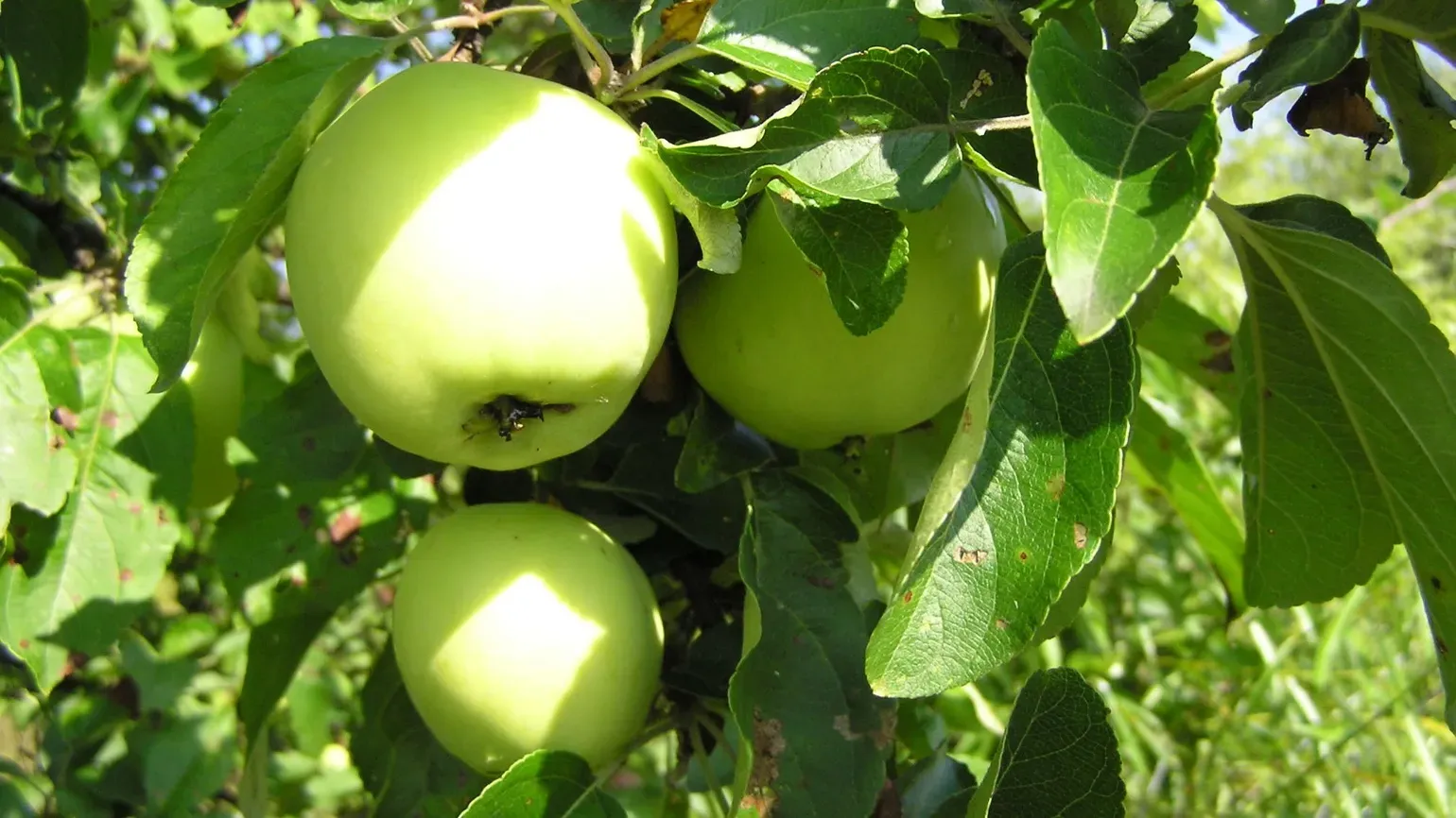 Green apples on a branch