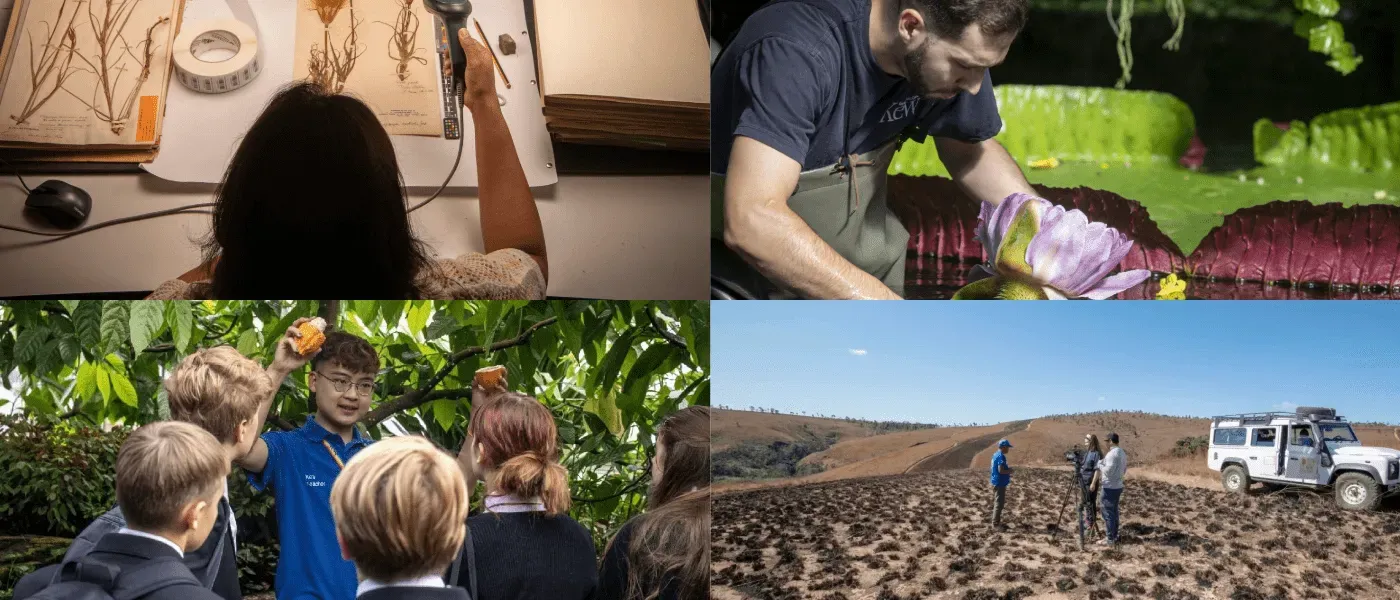 Collage of different careers at Kew. 1. digitising a herbarium specimen, 2. horticulturalist tending to a waterlily, 3. Kew teacher holding up a cacao pod to school pupils, 4. filming in the desert