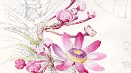 A sketch of a Gustavia plant by Lucy Smith