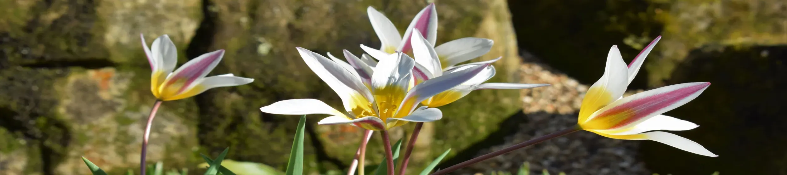 Flowers in the Rock Garden, Kew