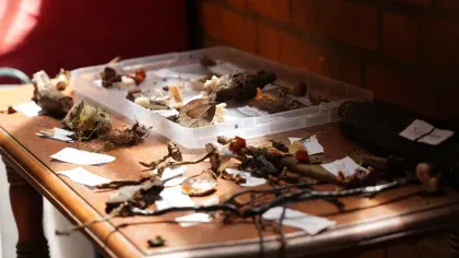 A collection of dried fungi on a table