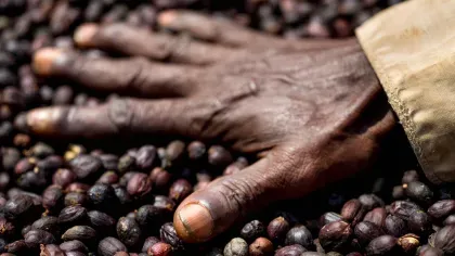 Coffee beans with a hand