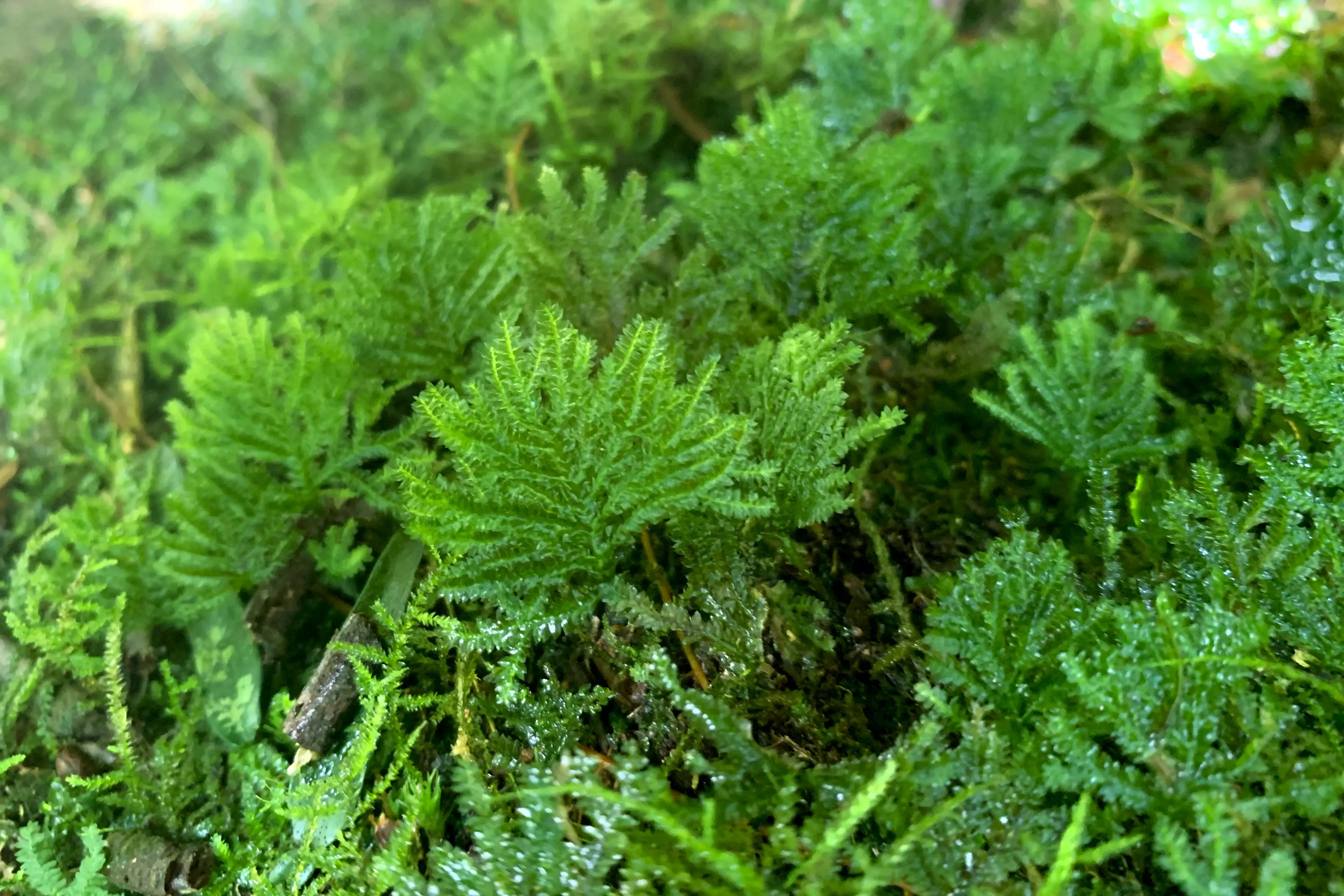 Mosses with fan-shaped fronds