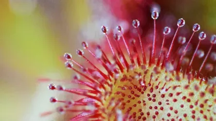 The elegant sundew, Drosera venusta, a sticky carnivorous plant at Kew