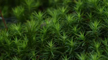 Moss growing on Rock Walk, Wakehurst