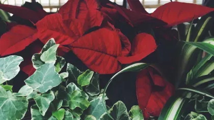 Close up of a poinsettia, a leafy plant with deep red leaves in amongst ivy, both of which are well known holiday plants