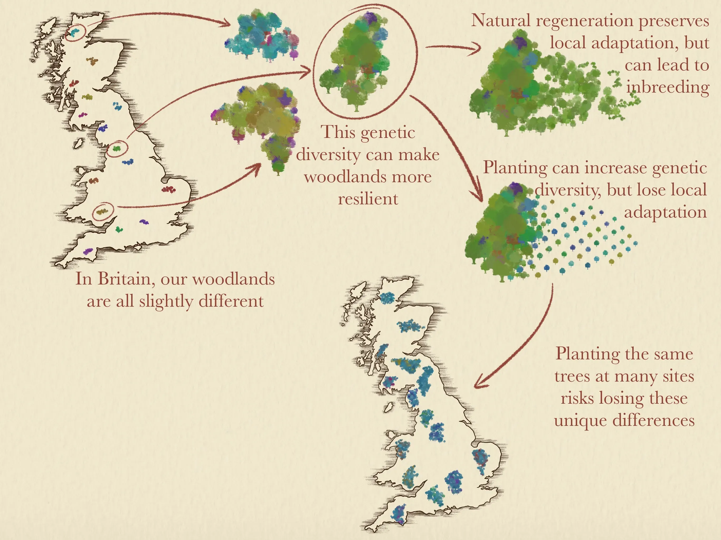 An illustration of the differences in genetic diversity between planting and natural regeneration