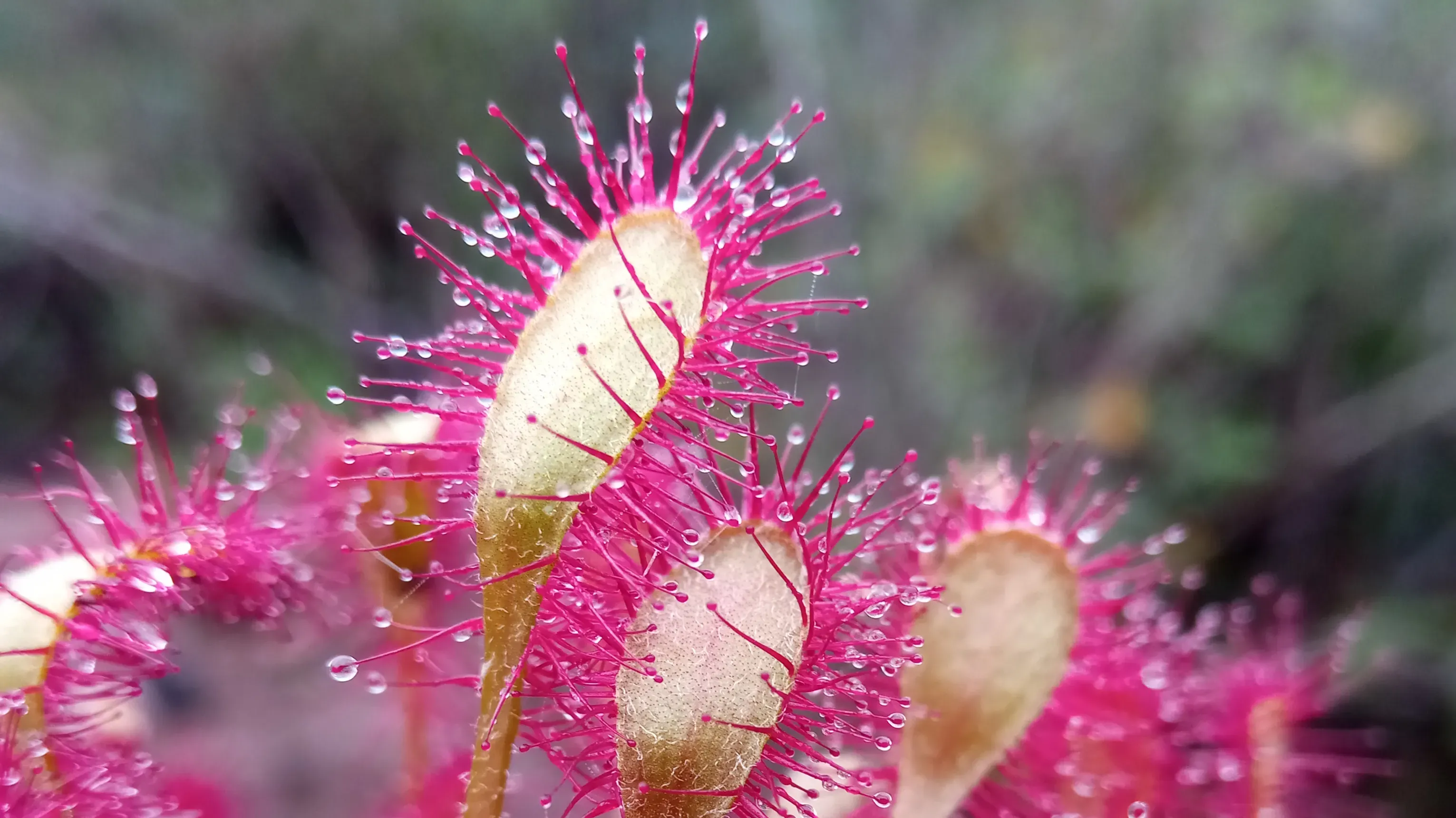 Close up of sticky leaves of a Madagascan sundew, each leaf lined with pink stalks covered in sticky mucus