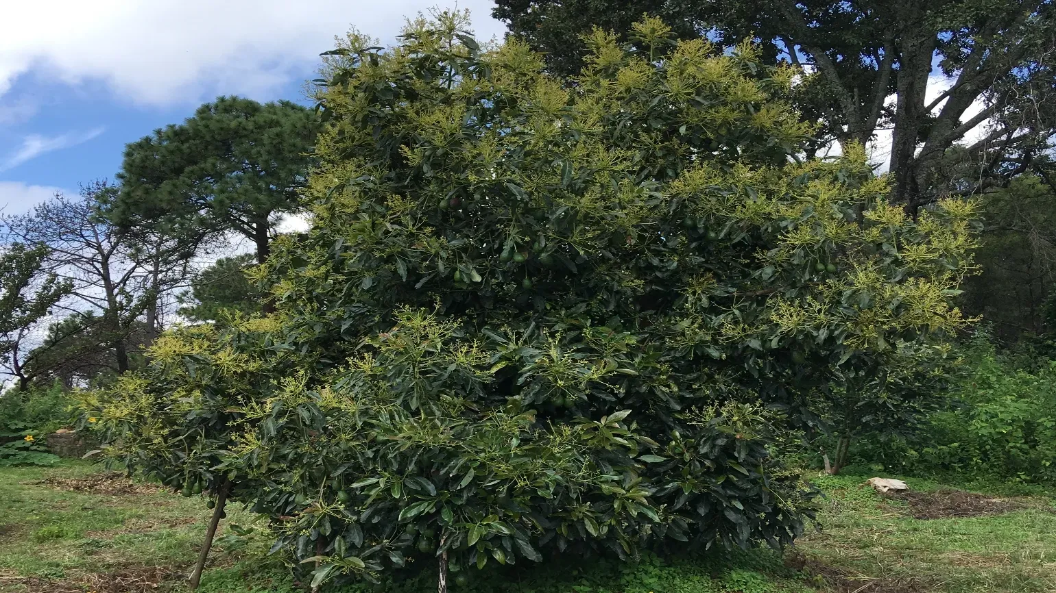Evergreen avocado tree with a rounded crown