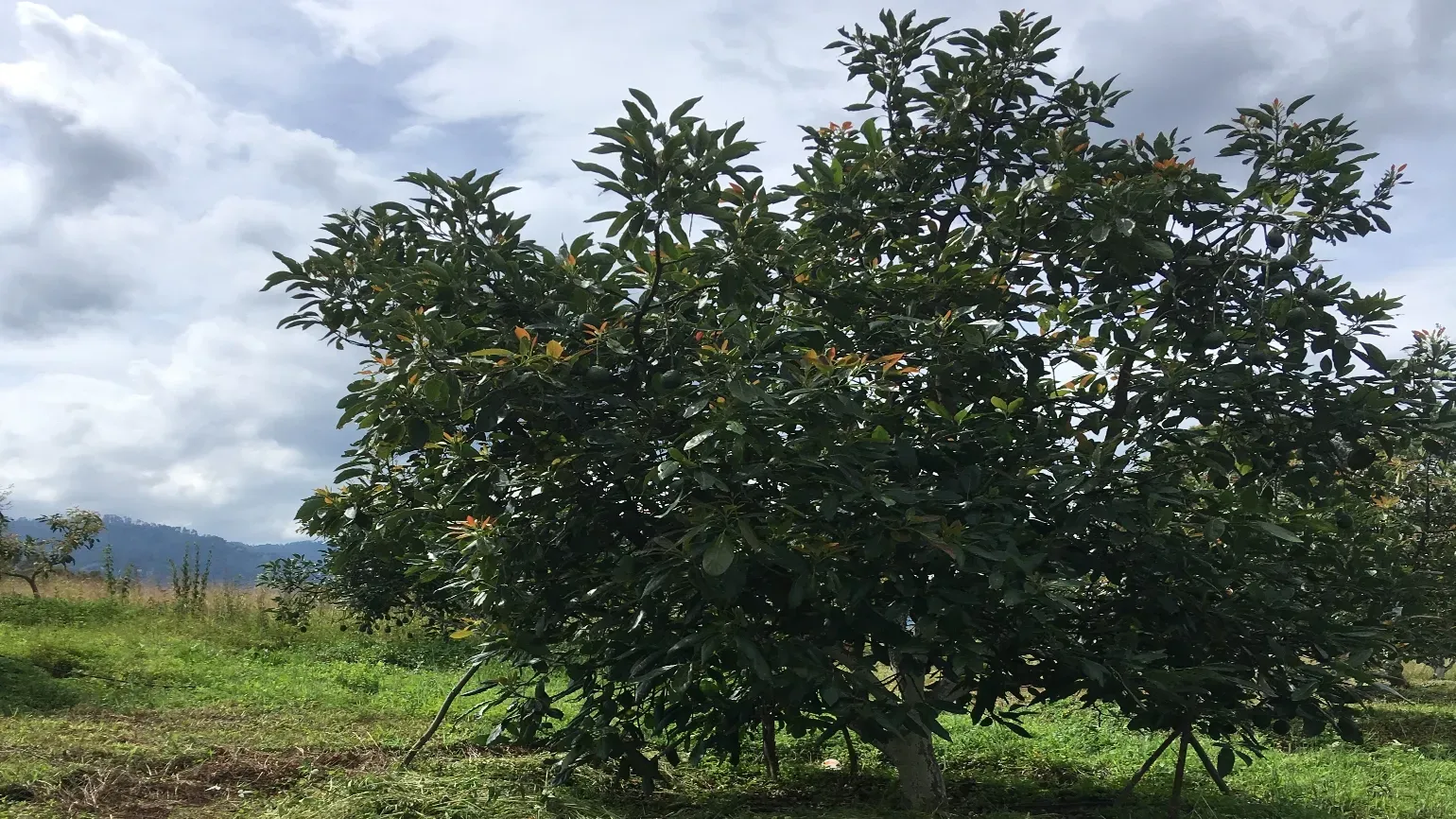 Evergreen avocado tree with a rounded crown.
