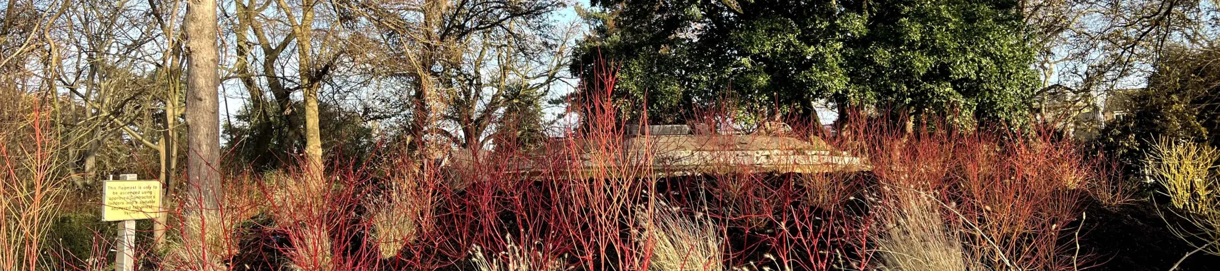 A number of small colourful plants growing from dark soil in front of many large trees