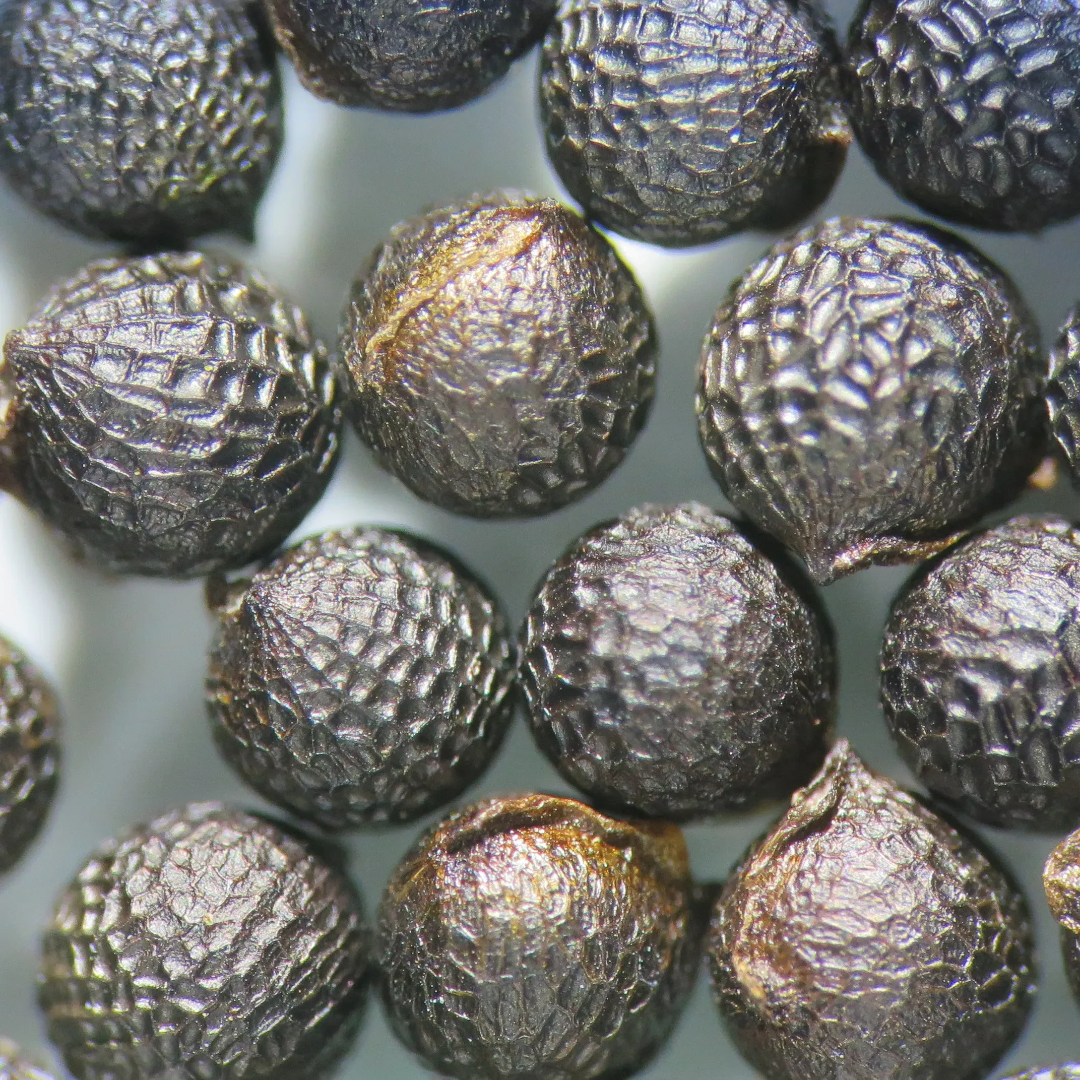 Black peppercorn like seeds in a collection