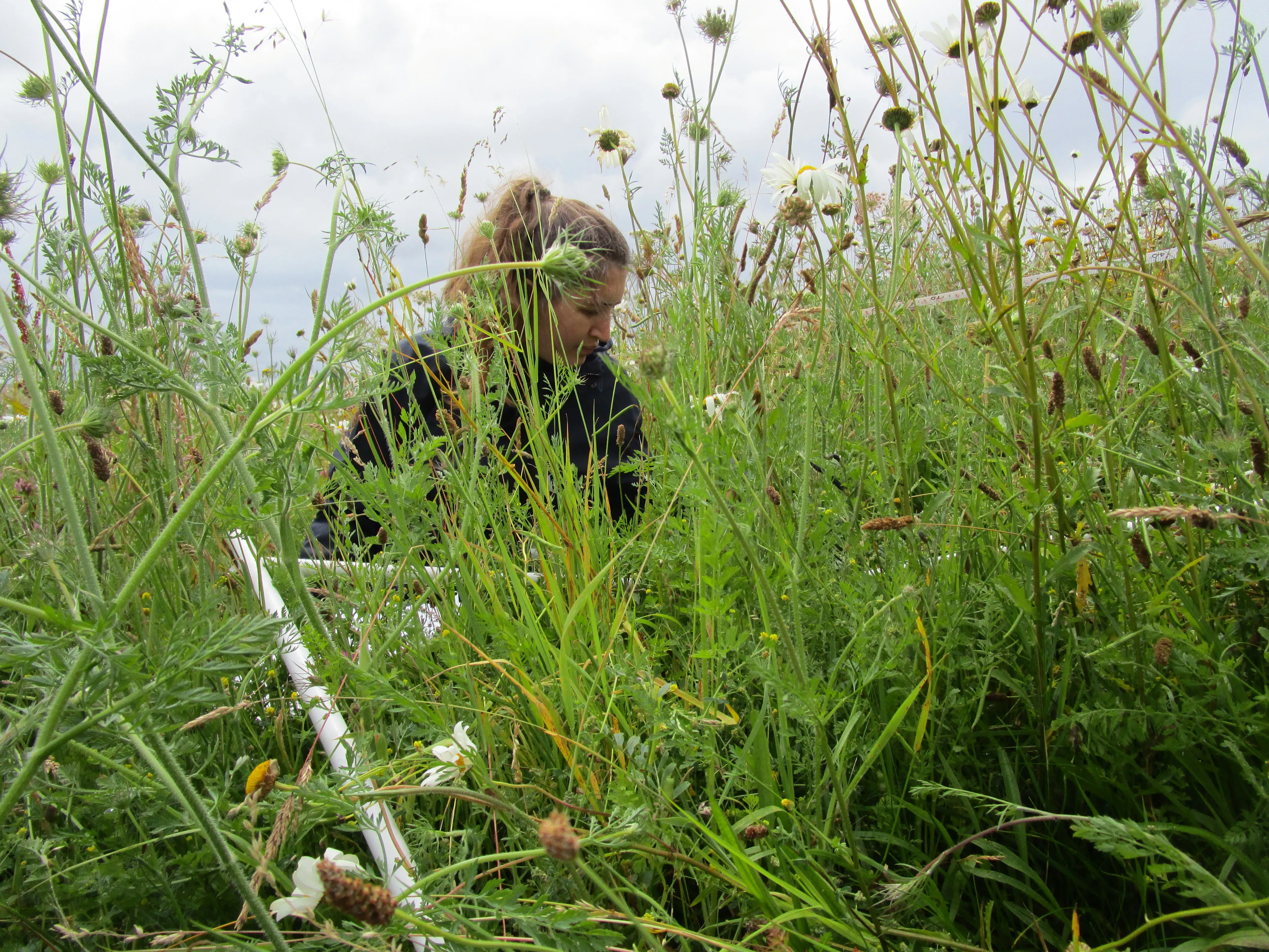 A woman is shrouded by dense grasses and wildflowers