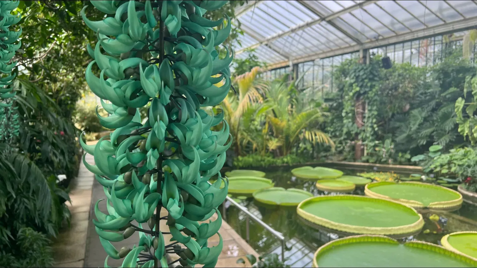 A hanging group of flowers with vibrant jade green petals growing next to a pong with huge waterlilies growing in it