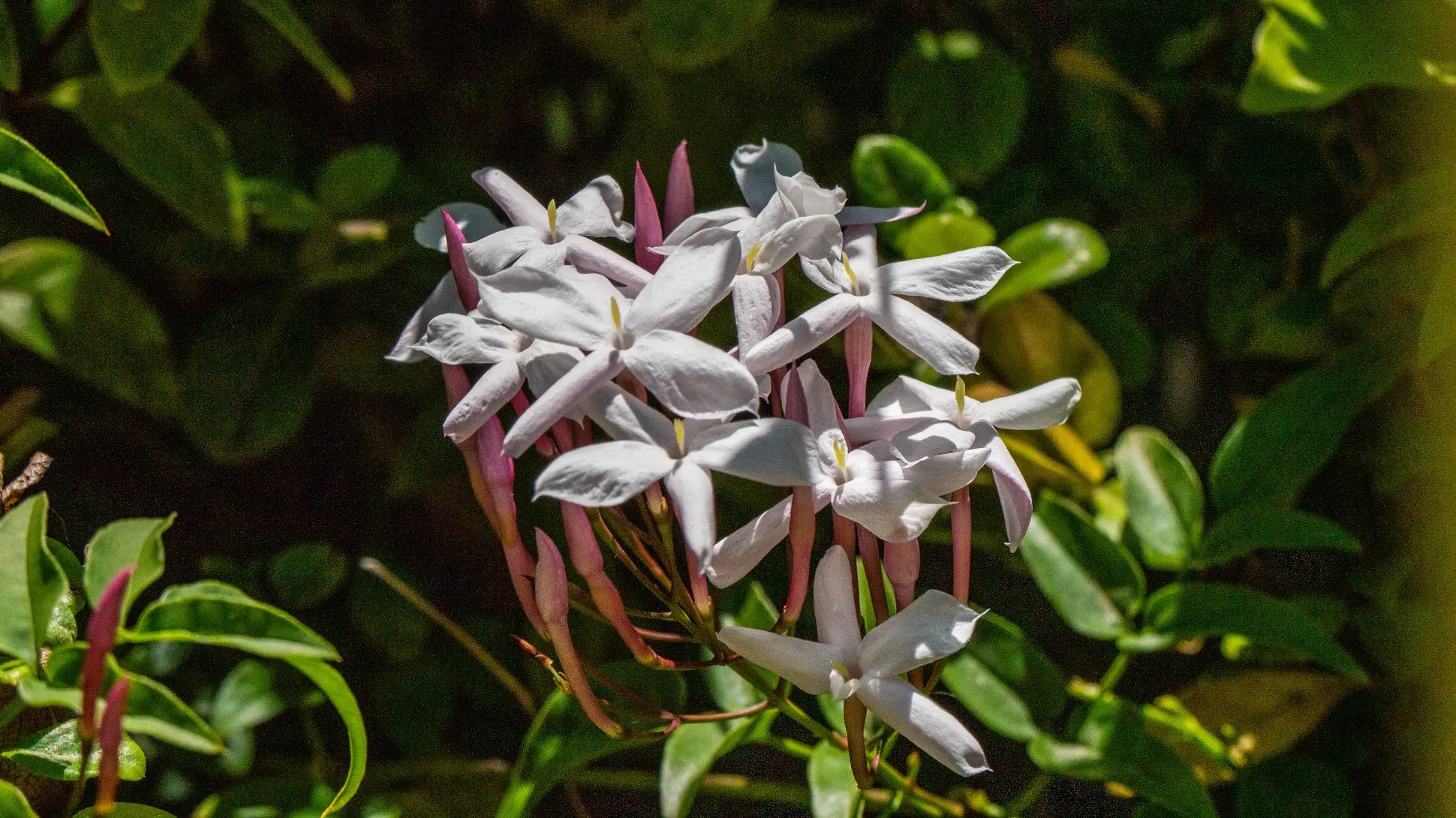 White jasmine flowers
