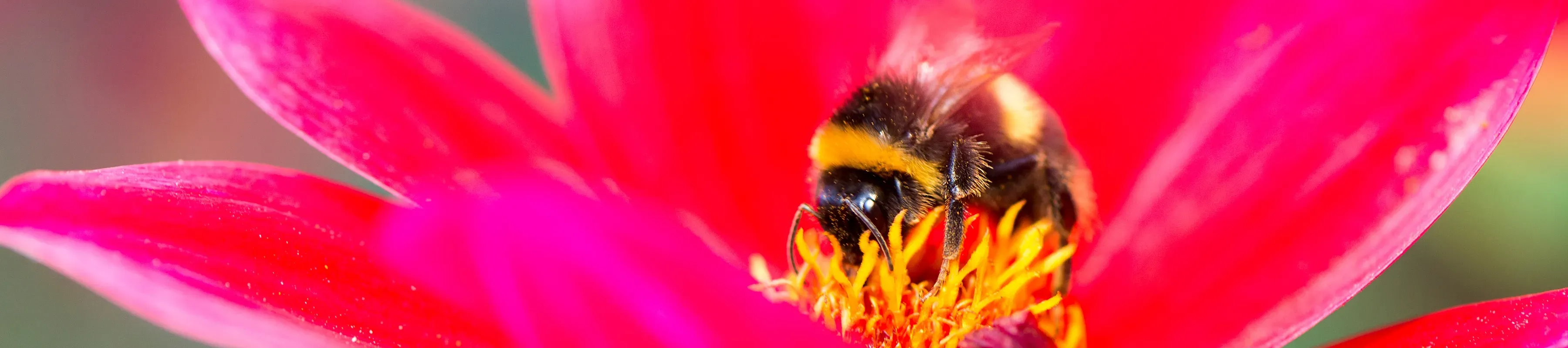 A bee on a pink flower